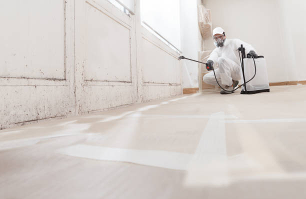 Black mold remediation team in Welcome